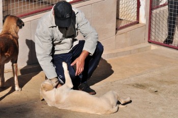 Visitas no Abrigo São Francisco de Assis (03 agosto 2019) (41)