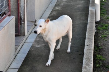 Visitas no Abrigo São Francisco de Assis (03 agosto 2019) (44)