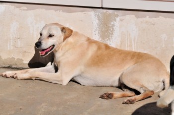 Visitas no Abrigo São Francisco de Assis (03 agosto 2019) (45)