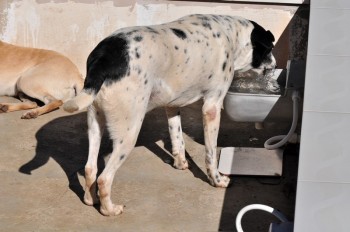 Visitas no Abrigo São Francisco de Assis (03 agosto 2019) (48)