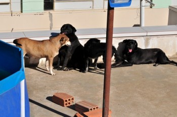 Visitas no Abrigo São Francisco de Assis (03 agosto 2019) (58)