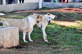 Visitas no Abrigo São Francisco de Assis (03 agosto 2019) (62)