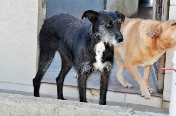 Visitas no Abrigo São Francisco de Assis (03 agosto 2019) (68)