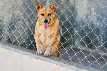 Visitas no Abrigo São Francisco de Assis (03 agosto 2019) (69)