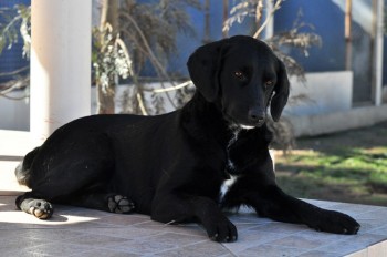 Visitas no Abrigo São Francisco de Assis (03 agosto 2019) (7)