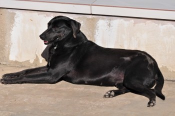 Visitas no Abrigo São Francisco de Assis (03 agosto 2019) (79)