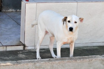 Visitas no Abrigo São Francisco de Assis (03 agosto 2019) (8)