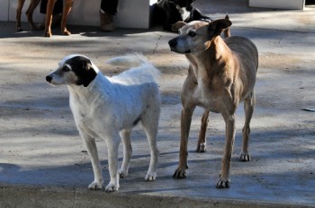 Visitas no Abrigo São Francisco de Assis (03 agosto 2019) (90)