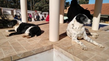 Visitas no Abrigo São Francisco de Assis (03 agosto 2019) (93)