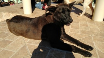 Visitas no Abrigo São Francisco de Assis (03 agosto 2019) (97)