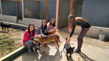 Abrigo de Cães São Francisco de Assis (10)