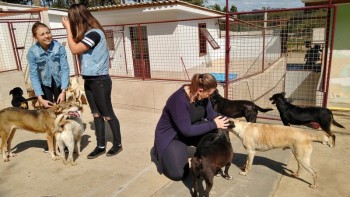 Abrigo de Cães São Francisco de Assis (12)