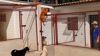 Abrigo de Cães São Francisco de Assis (13)