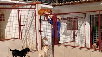 Abrigo de Cães São Francisco de Assis (14)