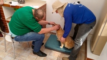 Abrigo de Cães São Francisco de Assis (18)