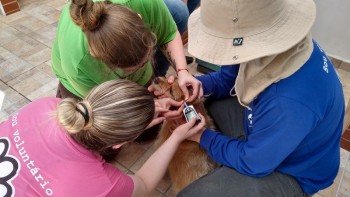 Abrigo de Cães São Francisco de Assis (19)