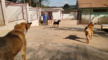 Abrigo de Cães São Francisco de Assis (26)