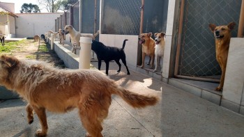 Abrigo de Cães São Francisco de Assis (27)