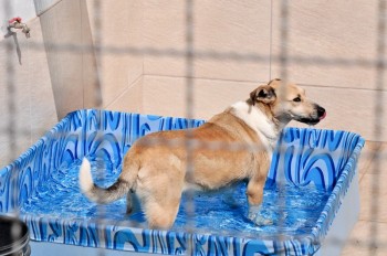 Abrigo de Cães São Francisco de Assis (28)