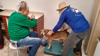 Abrigo de Cães São Francisco de Assis (7)