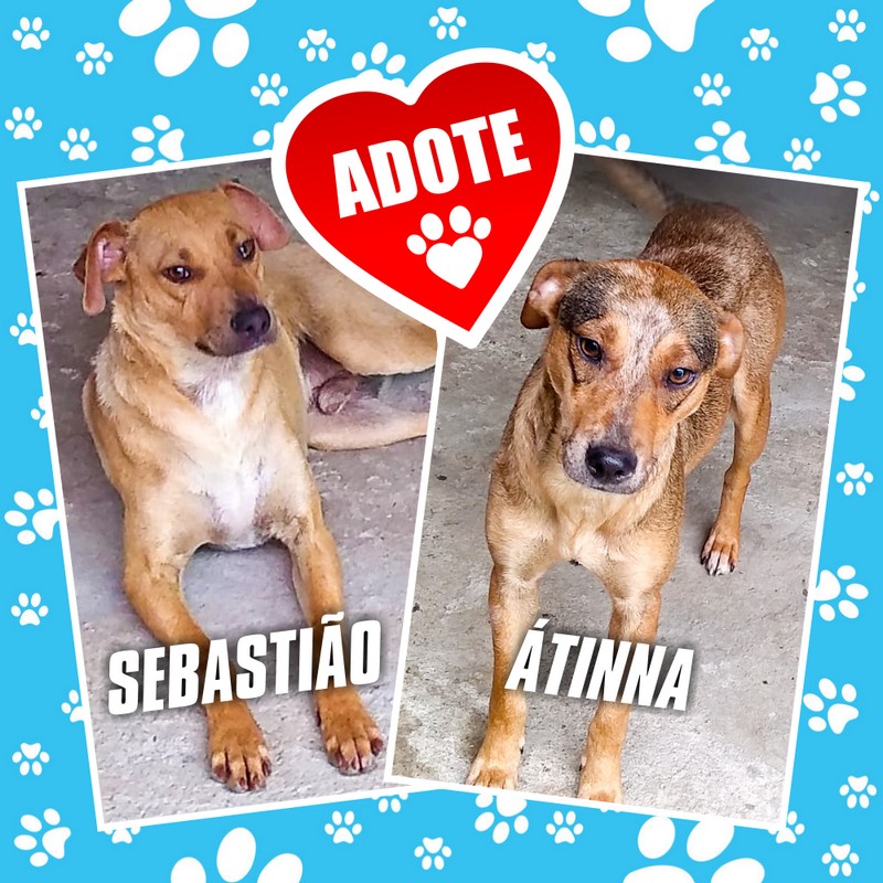 A Átinna e o Sebastião precisam de um lar
