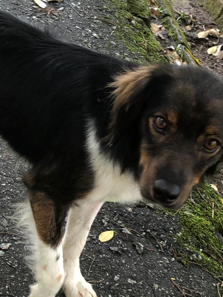 Este querido e dócil cão está à procura de um lar (2)