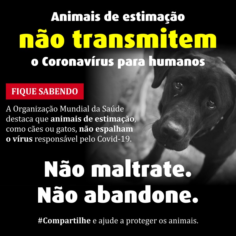 Animais de estimação não transmitem o Coronavírus para humanos