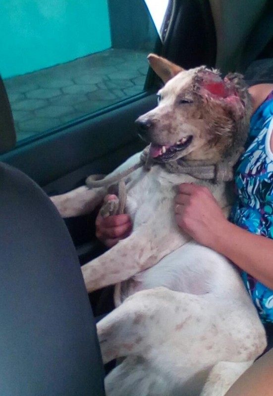 O Abrigo de Cães São Francisco de Assis em ação (1)