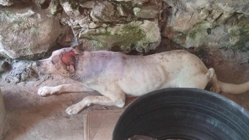 O Abrigo de Cães São Francisco de Assis em ação (2)