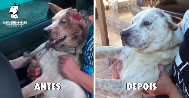 Mais um “cãopeão é salvo com a ajuda do Abrigo de Cães São Francisco de Assis