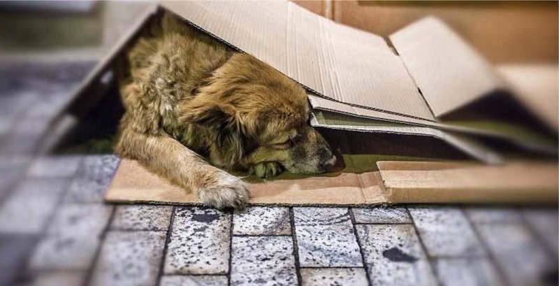 Seja solidário e proteja os cães de rua do frio