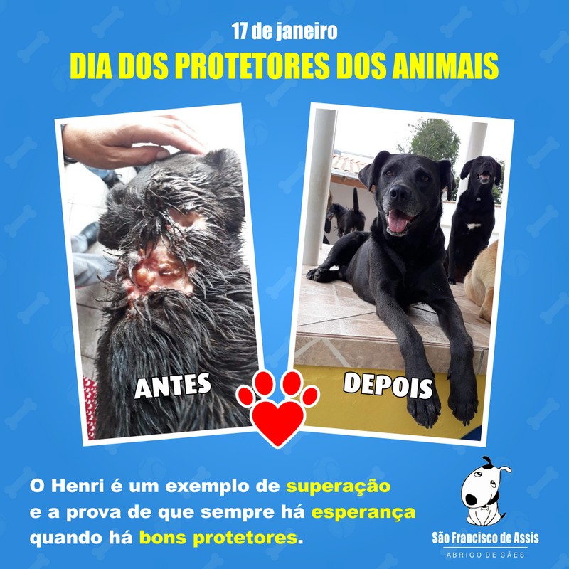 17 de janeiro Dia dos Protetores dos Animais