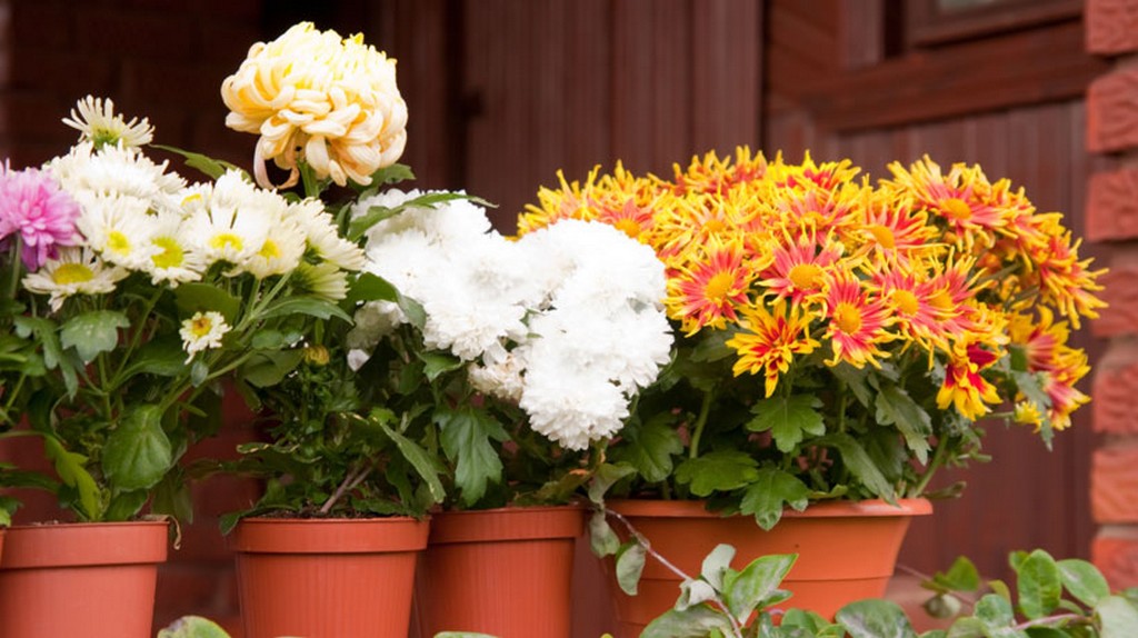 Cuidando das plantas na sua ausência