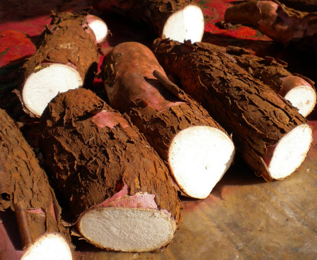 Descascando a mandioca e conservando na geladeira