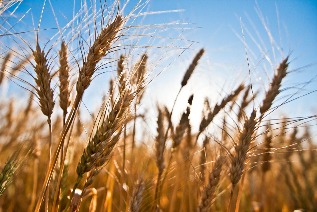 Chuvas provocam perdas nas lavouras de trigo e cevada que podem chegar a 60 por cento em Mafra e região