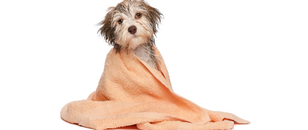 Economizando água no banho dos pets