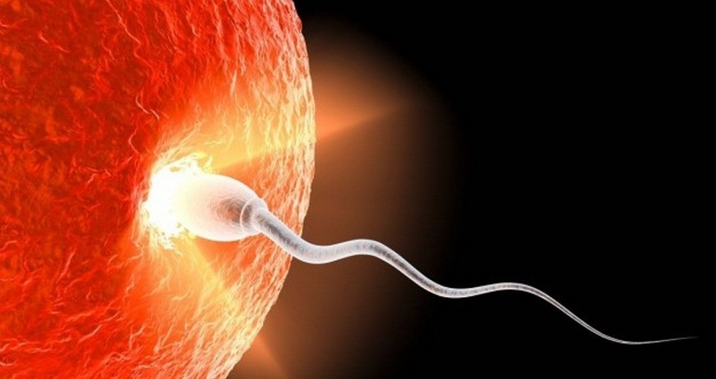 O grande mistério da reprodução humana