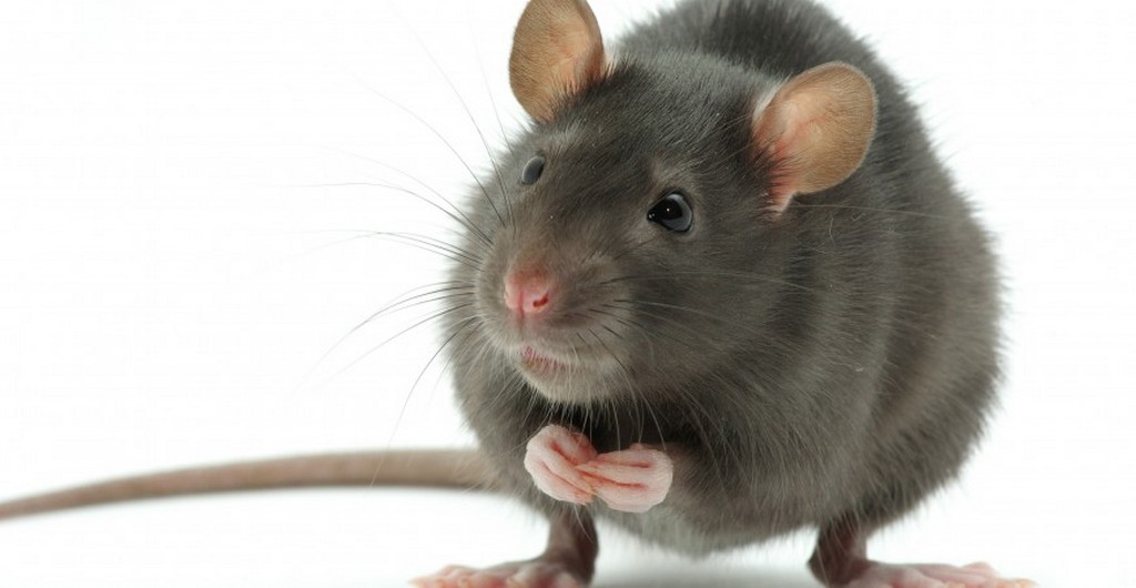 O inimigo público número um