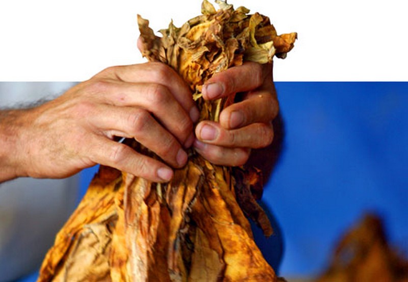 Produtores que tem valores a receber da INTAB devem procurar sindicatos filiados Fetaesc