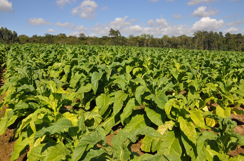 Pesquisa aponta Itaiópolis como maior produtor de fumo do estado