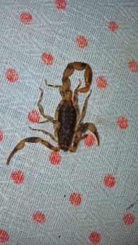 Espécie encontrada em várias residências no bairro Restinga