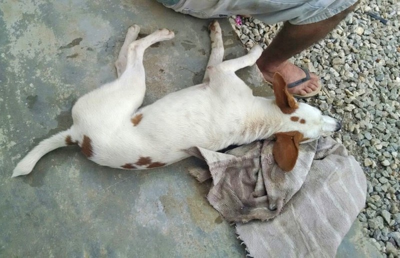 Cachorros estão sendo envenenados no bairro Vila Ivete e situação preocupa moradores (2)