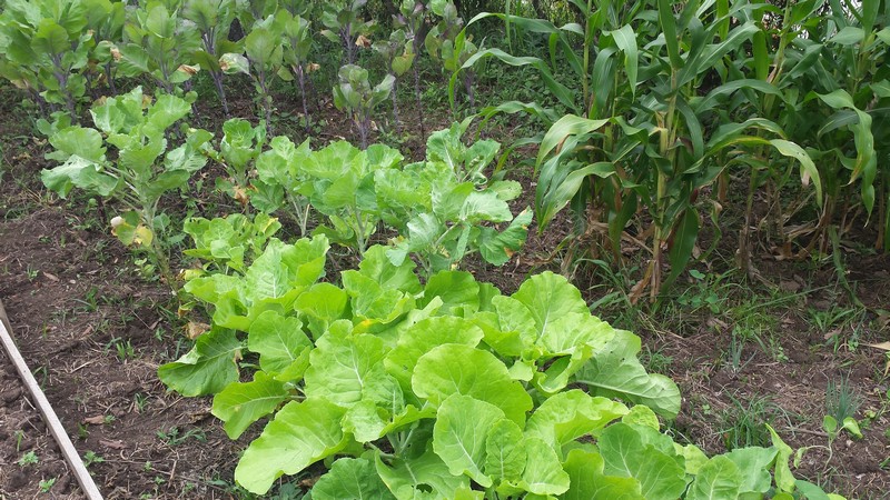 Hospital Bom Jesus ganha horta (2)