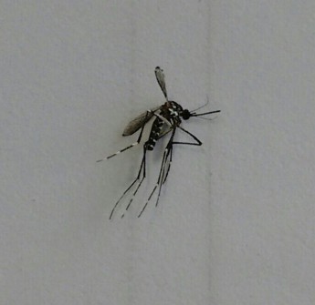 Mosquito Aedes aegypti é encontrado em Rio Negro e preocupa moradores
