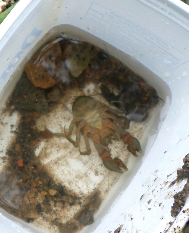 Eglídeos capturados (Foto: Divulgação)