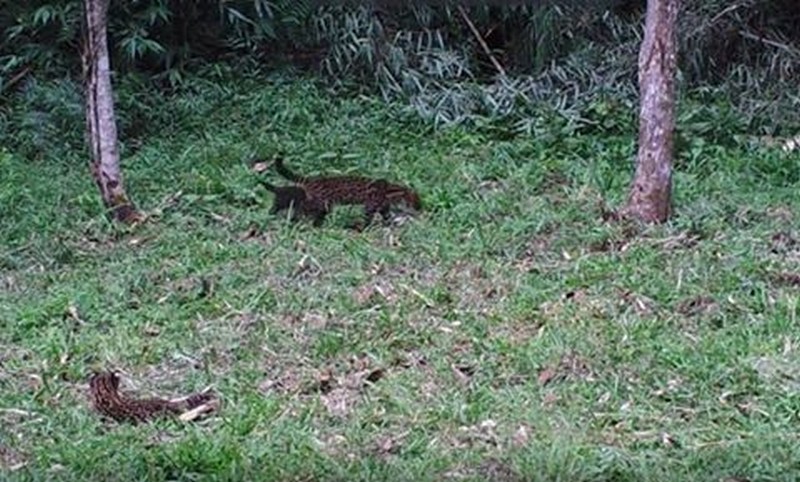 Espécie com ameaça em extinção é flagrada em Itaiópolis