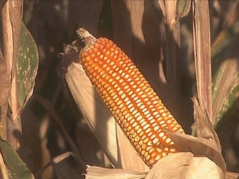 Saca de milho é considerada a mais cara do país em Santa Catarina no mês de março