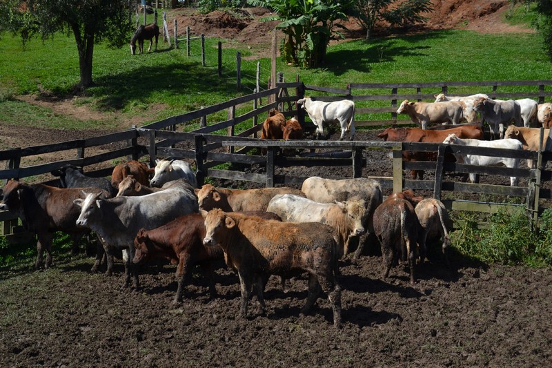 Quitandinha faz vacinação contra aftosa (1)