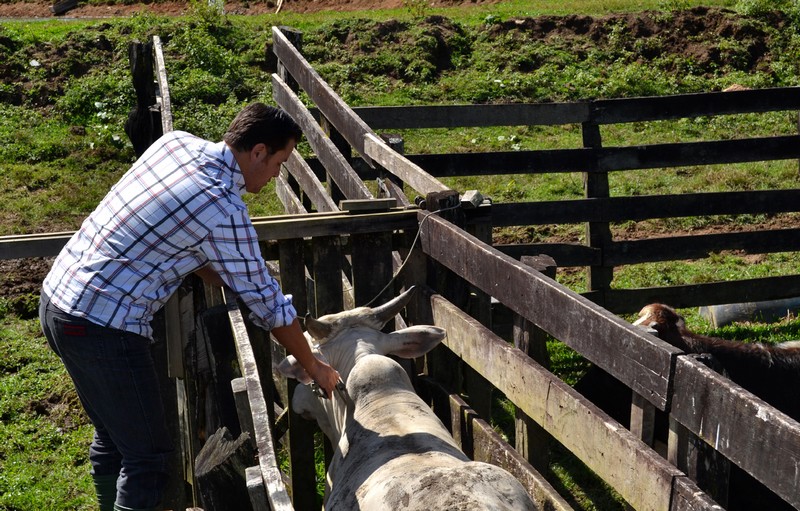 Quitandinha faz vacinação contra aftosa (2)