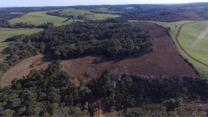 Polícia Militar recebe denúncia de desmatamento ilegal